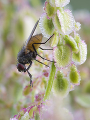 Thricops semicinereus