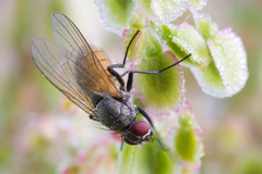 Thricops semicinereus