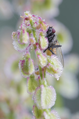 Thricops semicinereus