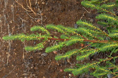 Summer-cypress (Bassia scoparia): origin and uses — photo 2