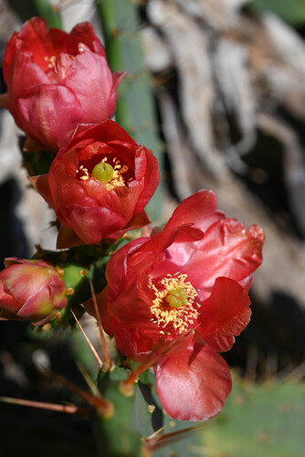 Red-flower Pricklypear (Opuntia bergeriana)