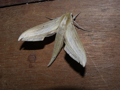 Xylophanes loelia