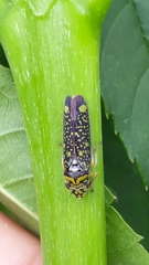 Aulacizes conspersa