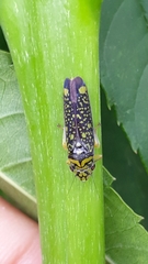 Aulacizes conspersa