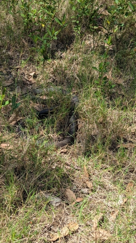 Eastern Brown Snake sighting
