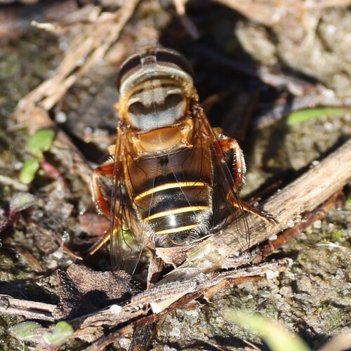 Unknown species found near Virginia Beach, VA, USA