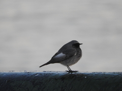 Phoenicurus ochruros