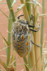 Julodis
