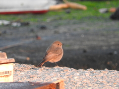 Phoenicurus ochruros