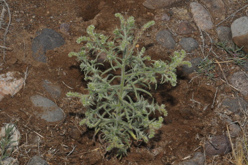 Sand Dune Cryptantha (Cryptantha fendleri)