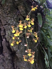 Oncidium