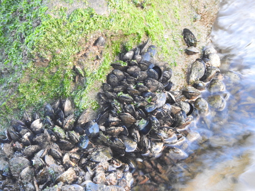 Mytilus galloprovincialis