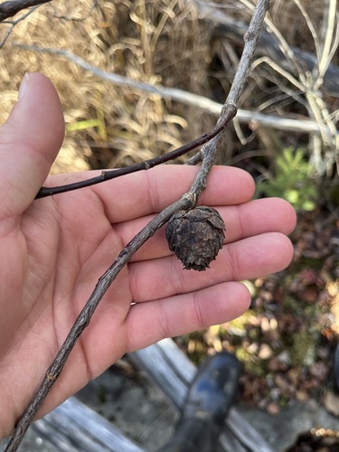 Unknown species found near Lake County, MN, USA