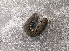 Theretra oldenlandiae