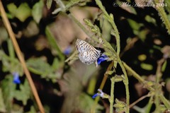 Leptotes cassius cassidula