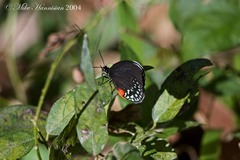 Eumaeus toxea