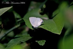 Strephonota tephraeus