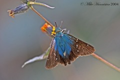 Thorybes egregius egregius