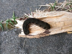 Theretra oldenlandiae