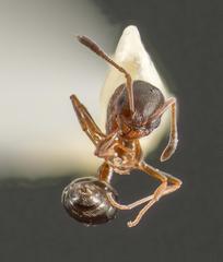 Cardiocondyla mauritanica