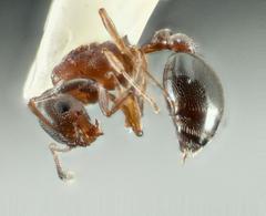 Cardiocondyla mauritanica