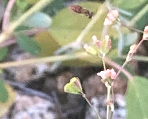 Unknown species found near N 56th Dr, Glendale, AZ, US