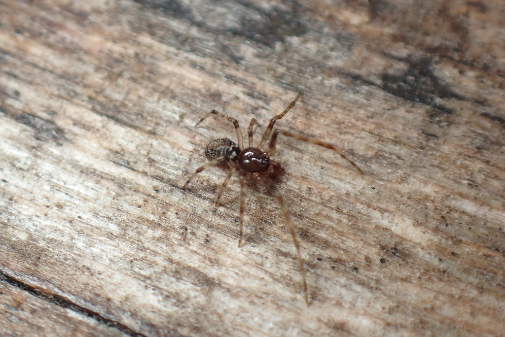 Theridion harmsi