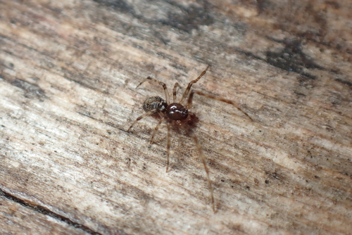 Theridion harmsi