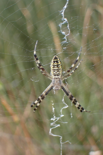 Wasp Spider