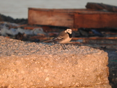 Motacilla alba