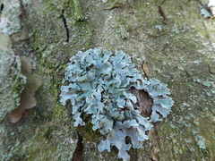 Lecanoromycetes