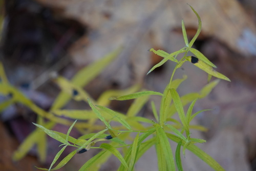 Unknown species found near Greenfield, NH, USA