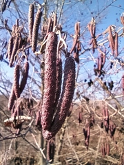 Alnus glutinosa barbata