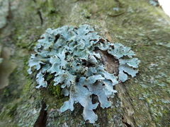 Lecanoromycetes