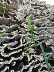 Fungi