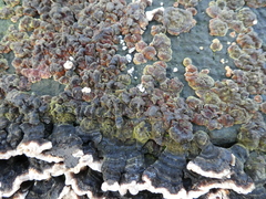 Fungi