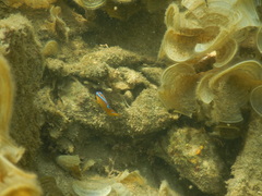 Chrysiptera brownriggii