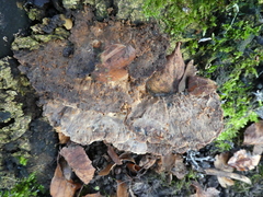 Fungi