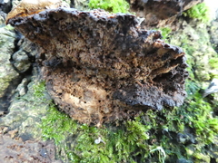 Fungi