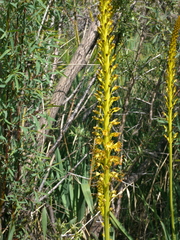 Eremurus fuscus