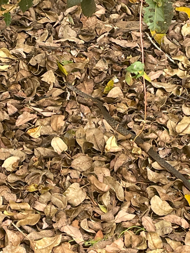 Common keelback sighting