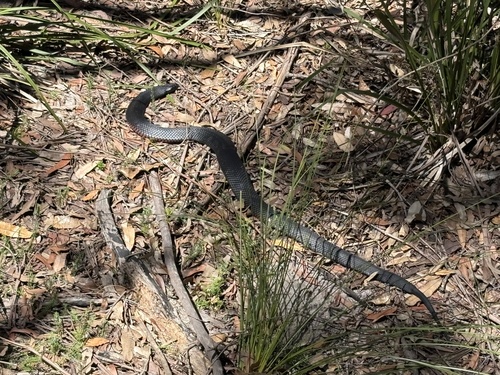 Red-bellied Black Snake sighting