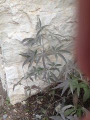 Vitex agnus-castus