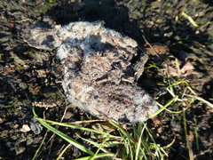 Fungi