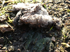 Fungi