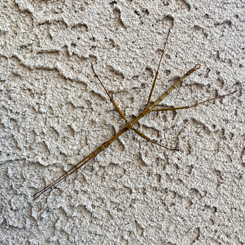 Creosote Bush Walkingstick