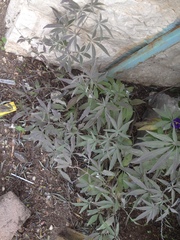 Vitex agnus-castus
