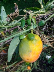 Chinavia longicorialis