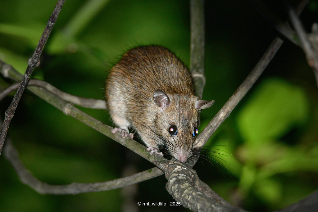 Field Rats Malaysian Field Rat from Jakarta Utara, ID-JK, ID on June 28, 2025 at ...