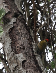 Piculus chrysochloros